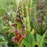 Orchis anthropophora Flor