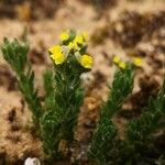 Linaria arenaria Kvet