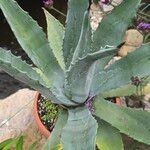 Agave asperrima