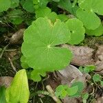 Hydrocotyle leucocephala Leaf