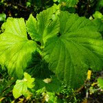 Ribes nigrum Leaf