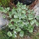 Adenostyles leucophylla Habit