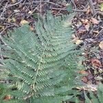 Dryopteris expansa Leaf