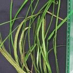 Campyloneurum angustifolium Mosusu
