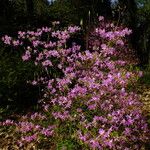 Rhododendron wadanum Характер