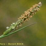 Alopecurus bulbosus Fruit