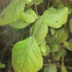 Aegle marmelos Hoja