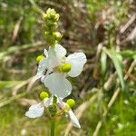 Sagittaria lancifolia Fiore