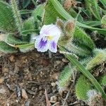 Craterostigma hirsutum Flower