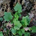 Lactuca muralis Feuille