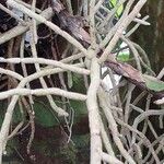 Vanda denisoniana 樹皮