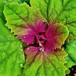 Chenopodium giganteum Blatt