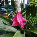 Aechmea mariae-reginae Kukka