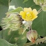 Abutilon theophrasti Blomst