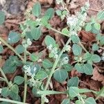 Chenopodium vulvaria Habitus