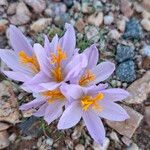 Crocus autumnalis Кветка