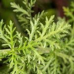 Achillea ligustica Lapas