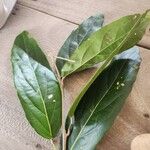 Morisonia americana Leaf