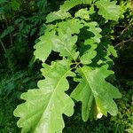 Quercus × rosacea Blad