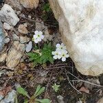 Androsace obtusifolia Floare