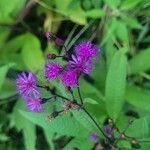 Vernonia noveboracensis花