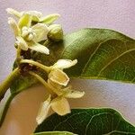 Stephanotis abyssinica Λουλούδι