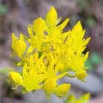 Petrosedum montanum Blüte