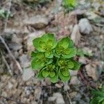 Euphorbia helioscopia Õis