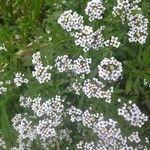 Lobularia maritimaFlower