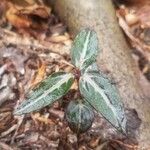 Chimaphila maculata Hoja