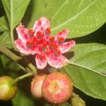 Siparuna thecaphora Fruit