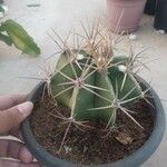 Astrophytum ornatumList