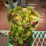 Coleus decurrens Folha