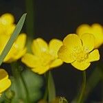 Ranunculus sardous 花