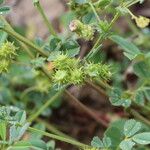 Medicago polymorpha Frukto