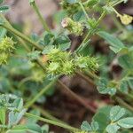 Medicago polymorpha Fruit