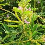 Tephrosia villosa Leaf