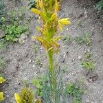 Asphodeline lutea Habit