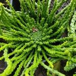 Euphorbia flanaganii Liść