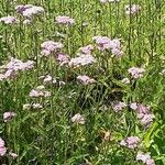 Achillea distans Hàbitat