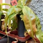 Nepenthes mirabilis Hostoa