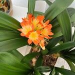 Clivia KAFIR ZAMBAK xdFiore