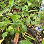 Glandularia peruviana 葉