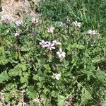 Erodium cicutariumBlüte