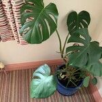 Monstera deliciosa Folha