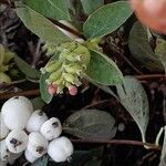 Symphoricarpos albus 果實