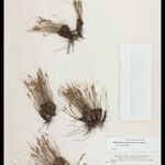 Bulbostylis truncata 花