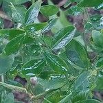 Citrus australasica Leaf