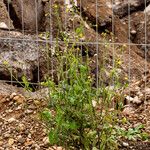 Sonchus oleraceus Çiçek