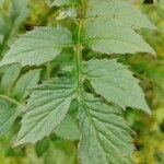 Erechtites valerianifolius Blad